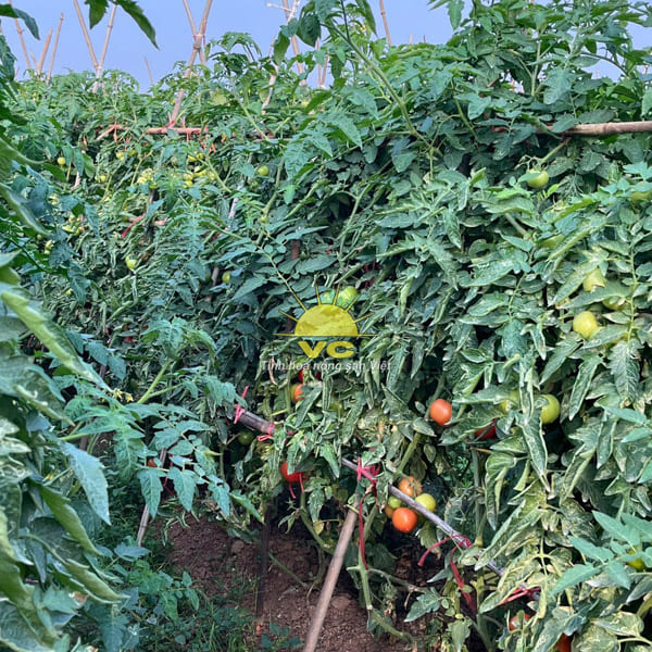 Nông Trường Công Ty TNHH Một Thành Viên Vũ Công - Nhà Máy Sản Xuất Và Chế Biến Nông Sản Vũ Công - Công Ty TNHH Một Thành Viên Vũ Công
