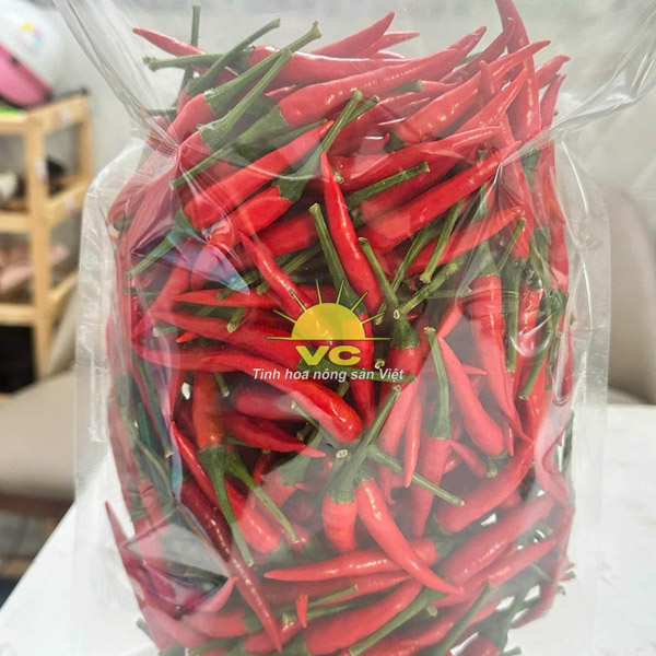 Thu hoạch ớt tại nông trường - Nhà Máy Sản Xuất Và Chế Biến Nông Sản Vũ Công - Công Ty TNHH Một Thành Viên Vũ Công