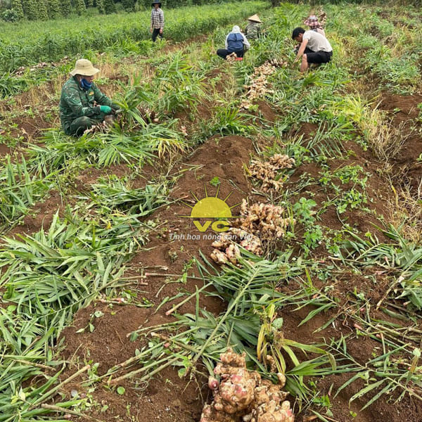 Nông Trường Công Ty TNHH Một Thành Viên Vũ Công - Nhà Máy Sản Xuất Và Chế Biến Nông Sản Vũ Công - Công Ty TNHH Một Thành Viên Vũ Công