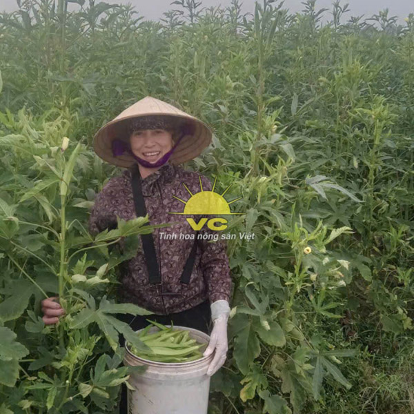 Nông Trường Công Ty TNHH Một Thành Viên Vũ Công - Nhà Máy Sản Xuất Và Chế Biến Nông Sản Vũ Công - Công Ty TNHH Một Thành Viên Vũ Công