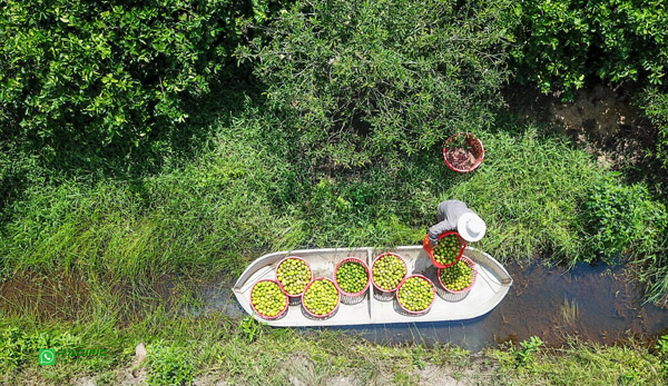 Chanh không hạt - Trái Cây Đông Lạnh Pacific Agri - Công Ty TNHH Pacific Agri