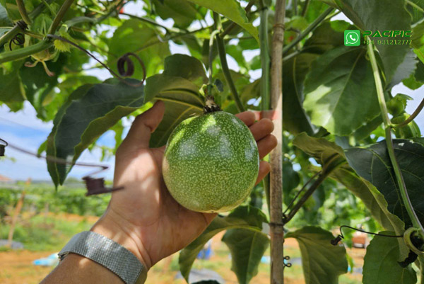Chanh dây tươi - Trái Cây Đông Lạnh Pacific Agri - Công Ty TNHH Pacific Agri