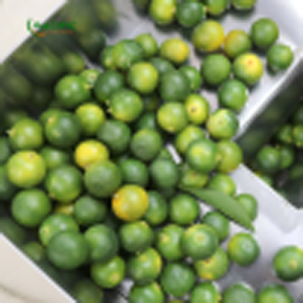 Nước tắc (quất) - Trái Cây Đông Lạnh Pacific Agri - Công Ty TNHH Pacific Agri