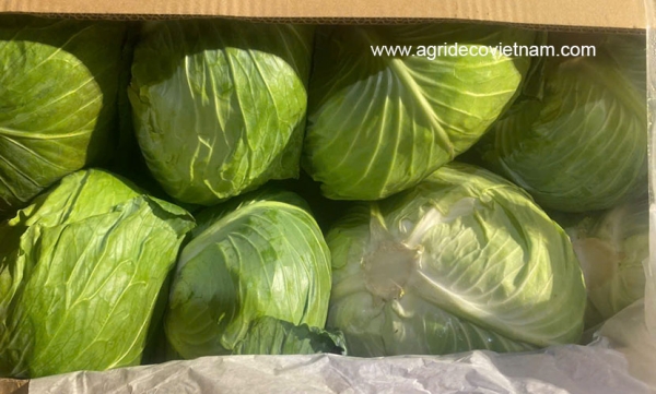 Bắp cải - Công Ty TNHH Agrideco Việt Nam