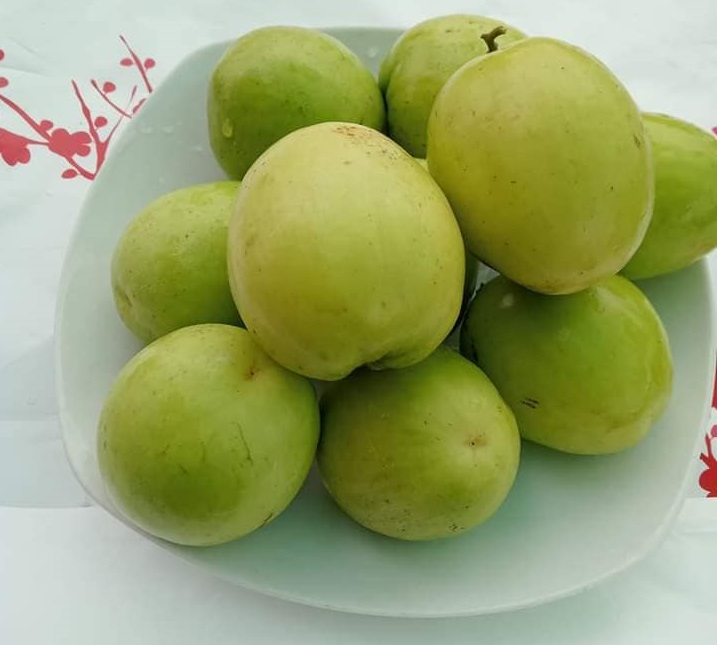 Táo xanh - Hạt Sacha Inchi - Hợp Tác Xã Thương Mại Dịch Vụ Du Lịch Và Xuất Nhập Khẩu Kim Thông