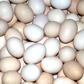 Trứng gà ta - Hạt Sacha Inchi - Hợp Tác Xã Thương Mại Dịch Vụ Du Lịch Và Xuất Nhập Khẩu Kim Thông