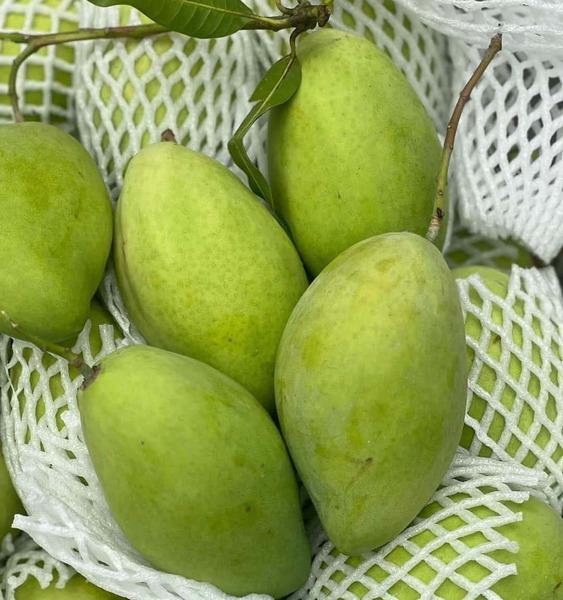 Xoài cát - Hạt Dinh Dưỡng Full Fruits - Công Ty TNHH Full Fruits