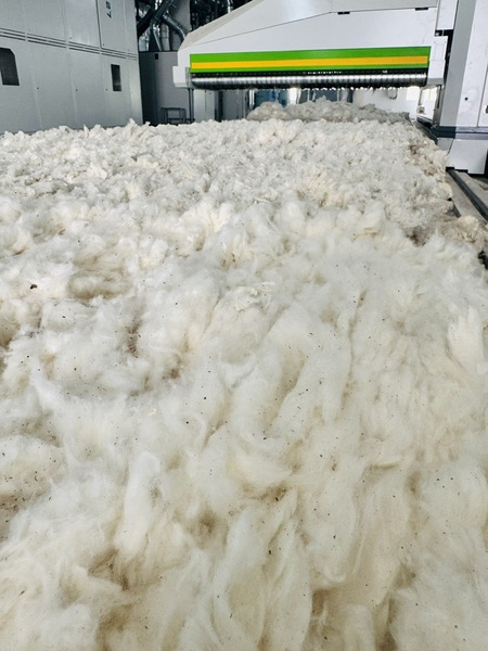 Sợi cotton