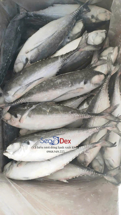 Cá sòng - Thủy Hải Sản SEADEX - Công Ty TNHH SEADEX