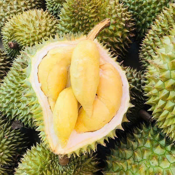 Sầu riêng - Công Ty TNHH Xuất Nhập Khẩu GDFoods
