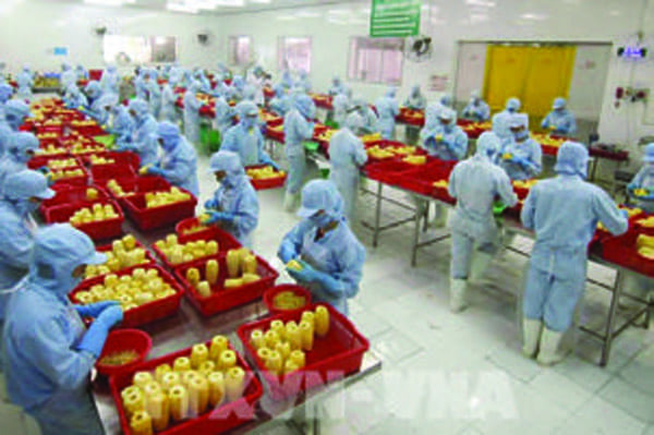 Quy trình sản xuất & đóng gói Mekong Herbals