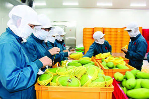 Quy trình sản xuất & đóng gói Mekong Herbals