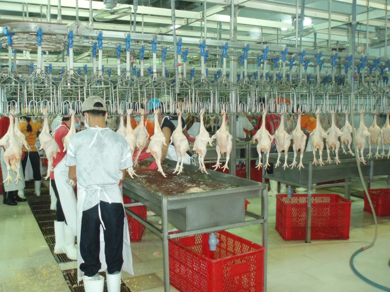 Xử lý nước thải giết mổ