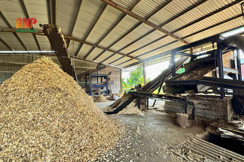 Củi trấu, viên nén gỗ, dăm gỗ, mùn cưa - Viên Nén Gỗ, Viên Nén Trấu, Bã Điều An Nguyên Phát - Công Ty TNHH TM DV SX An Nguyên Phát