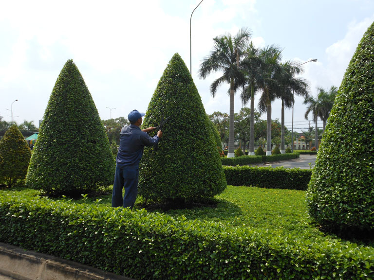 Chăm sóc, bảo trì, bảo dưỡng cây xanh công ty - Công Ty Trách Nhiệm Hữu Hạn Một Thành Viên Dịch Vụ Cảnh Quan Đồng Nai