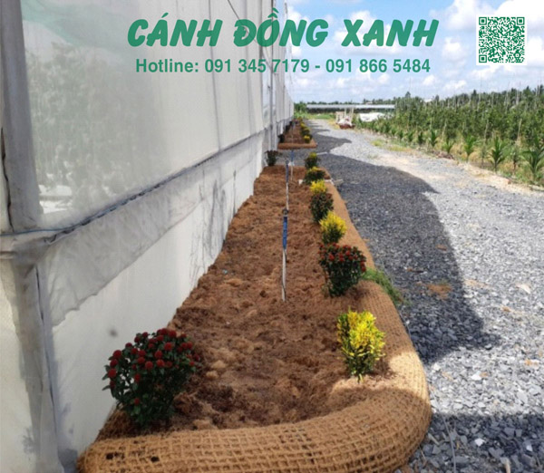 Gối ôm xơ dừa - Giá Thể Trồng Cây Cánh Đồng Xanh - Công Ty TNHH Một Thành Viên Sản Xuất Thương Mại Dịch Vụ Xuất Nhập Khẩu Cánh Đồng Xanh