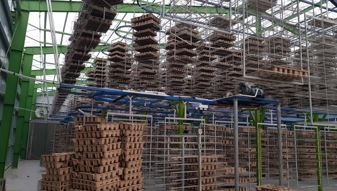Hình ảnh nhà máy Honha Eco Pulp Việt Nam - Khay Giấy Honha Eco Pulp Việt Nam - Công Ty TNHH Công Nghệ Đóng Gói Honha Eco Pulp Việt Nam