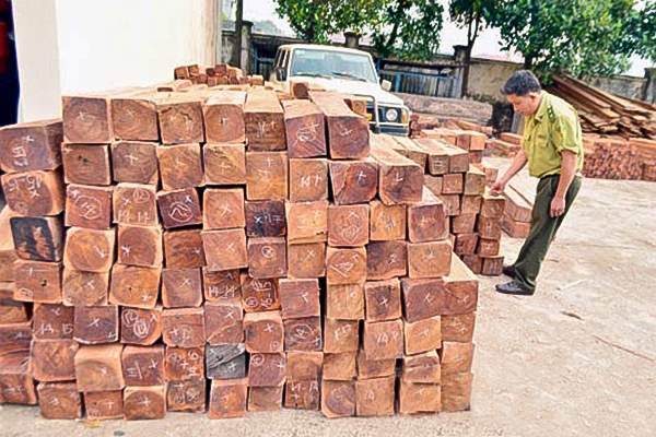 Gỗ tràm