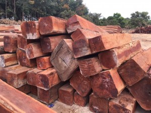 Gỗ tràm - Gỗ Ngọc Châu - Công Ty TNHH Sản Xuất Thương Mại Gỗ Ngọc Châu