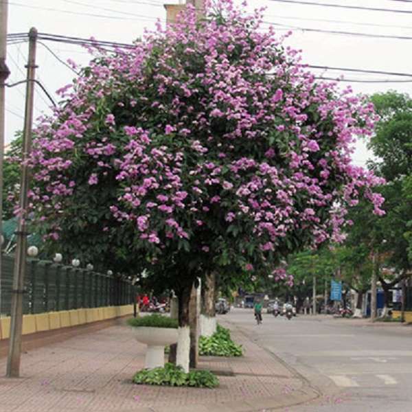 Cây bằng lăng tím