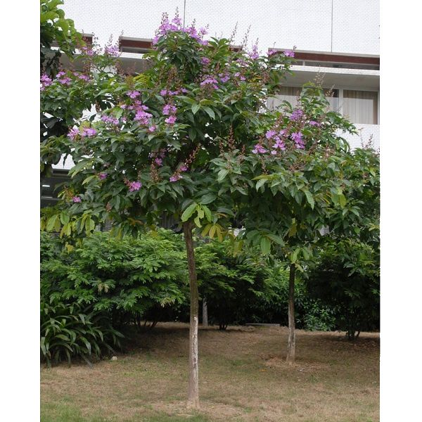 Cây bằng lăng tím