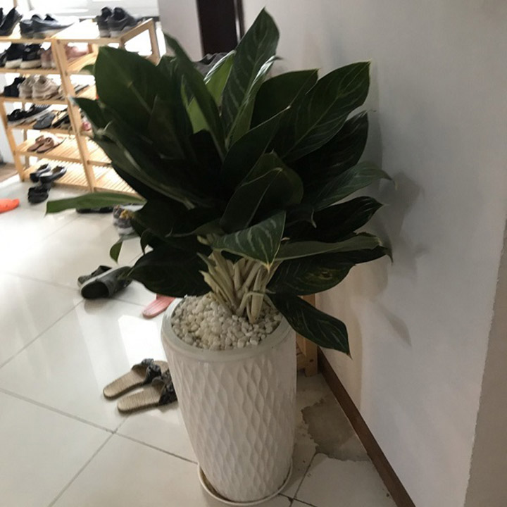 Cây bàng Singapore