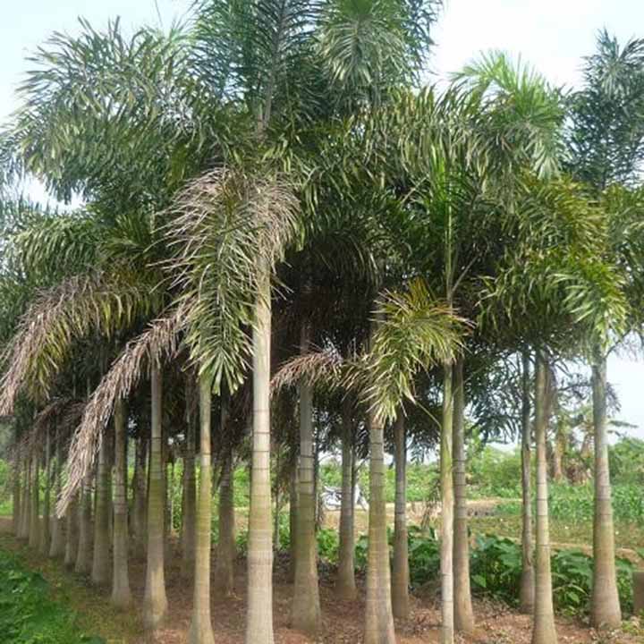 Cây cau đuôi chồn