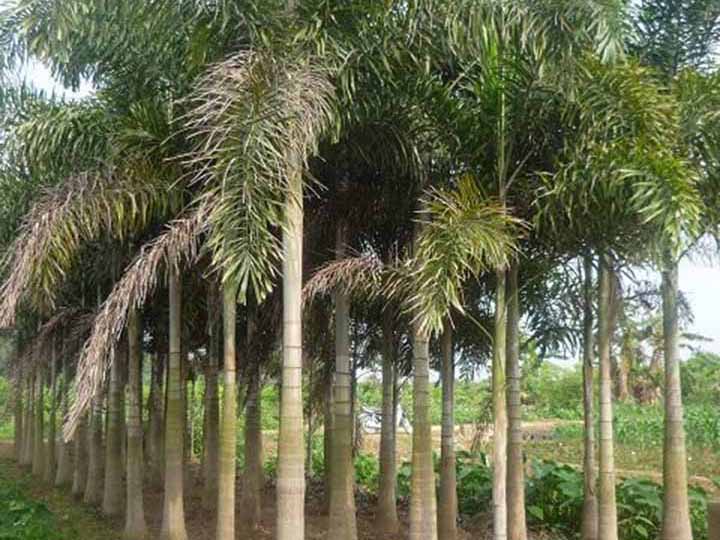 Cây cau đuôi chồn - Thiết Kế Thi Công Cảnh Quan Đại Phú - Công Ty Cổ Phần Xây Dựng Cảnh Quan Đại Phú