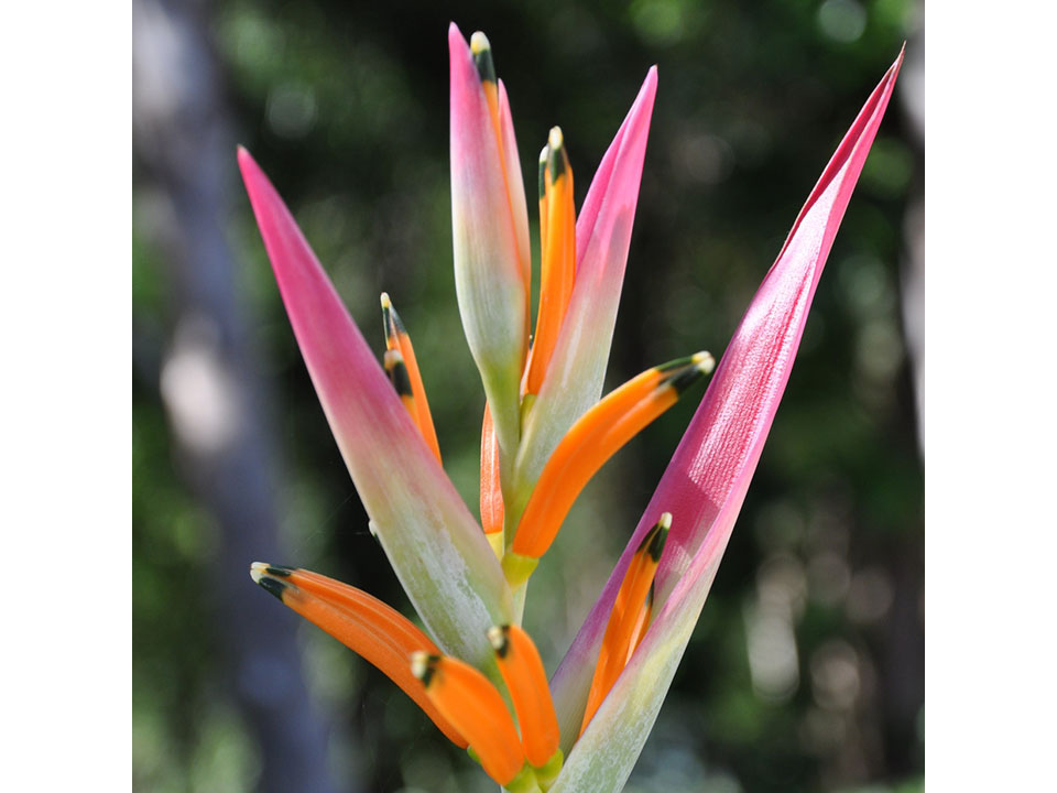 Hoa chuối mỏ két - Thiết Kế Thi Công Cảnh Quan Đại Phú - Công Ty Cổ Phần Xây Dựng Cảnh Quan Đại Phú