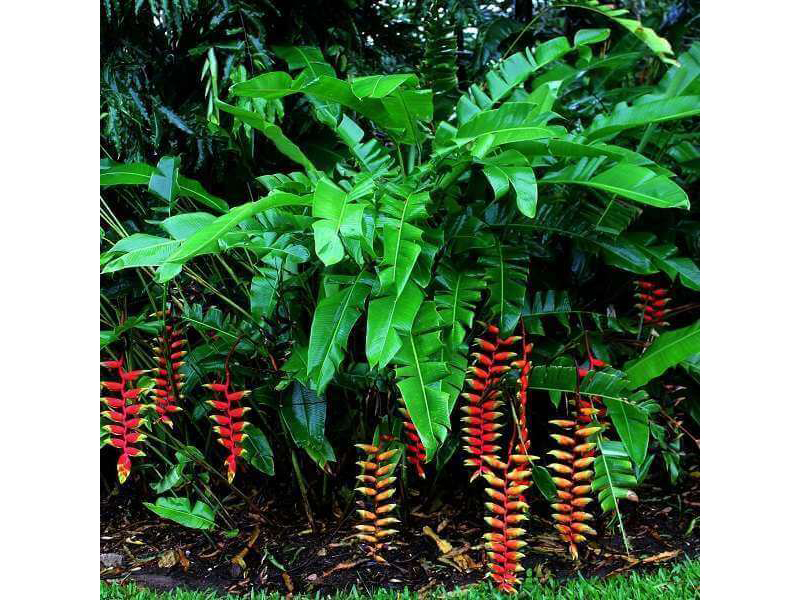 Cây chuối pháo - Thiết Kế Thi Công Cảnh Quan Đại Phú - Công Ty Cổ Phần Xây Dựng Cảnh Quan Đại Phú