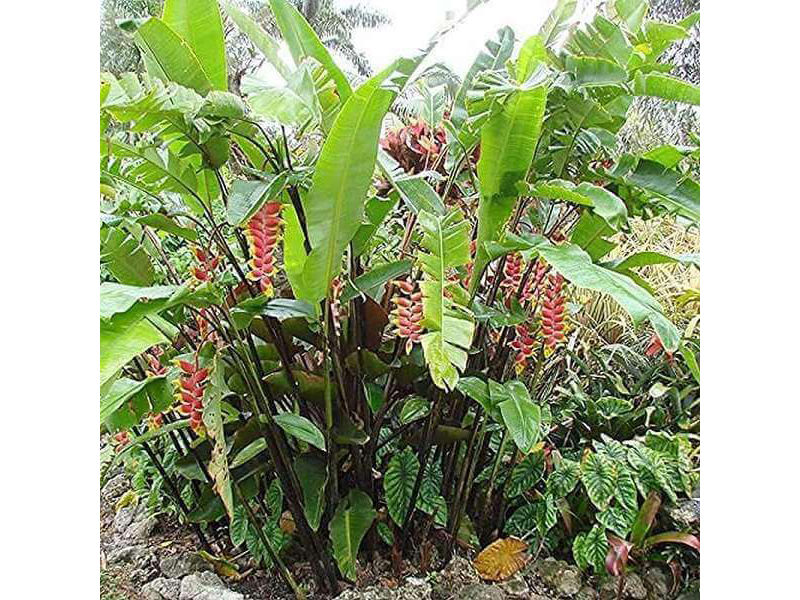 Cây chuối pháo - Thiết Kế Thi Công Cảnh Quan Đại Phú - Công Ty Cổ Phần Xây Dựng Cảnh Quan Đại Phú