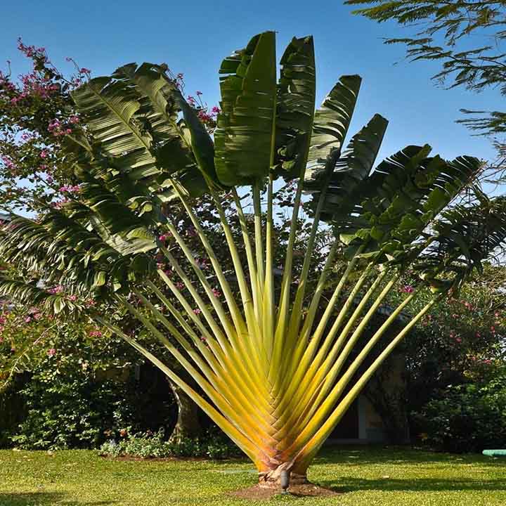 Cây chuối rẽ quạt