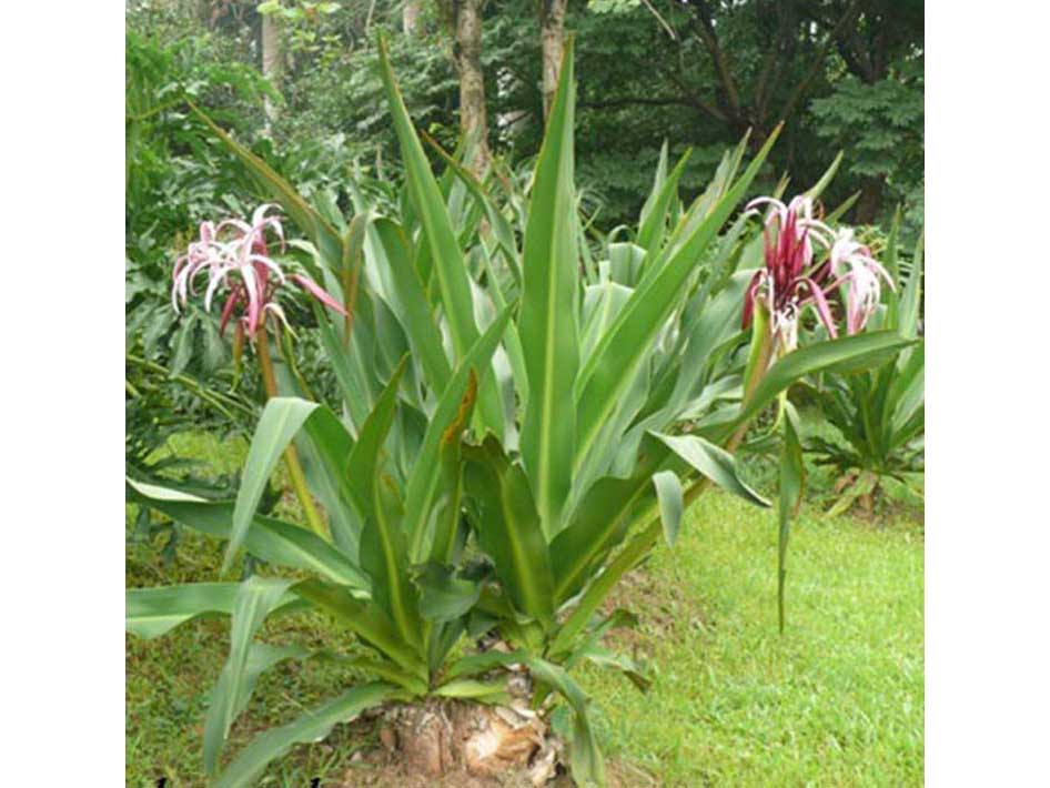 Cây đại tướng quân - Thiết Kế Thi Công Cảnh Quan Đại Phú - Công Ty Cổ Phần Xây Dựng Cảnh Quan Đại Phú