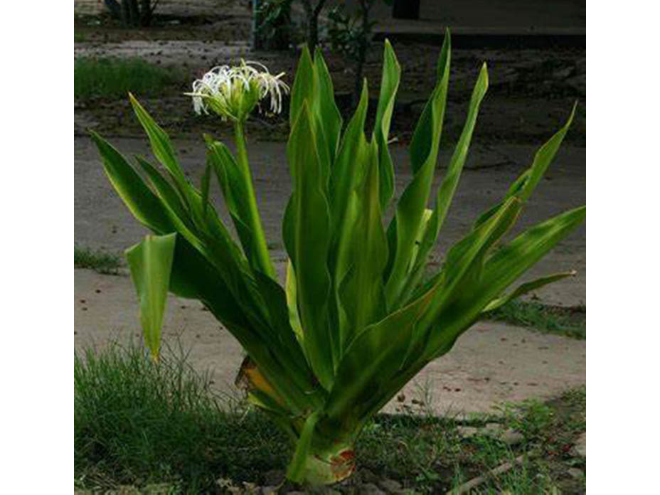 Cây đại tướng quân - Thiết Kế Thi Công Cảnh Quan Đại Phú - Công Ty Cổ Phần Xây Dựng Cảnh Quan Đại Phú