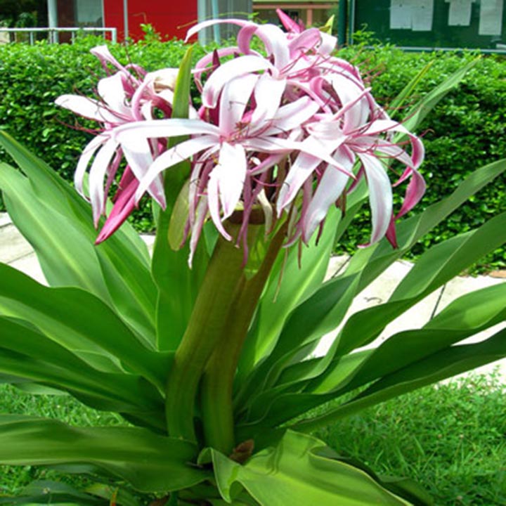 Cây đại tướng quân