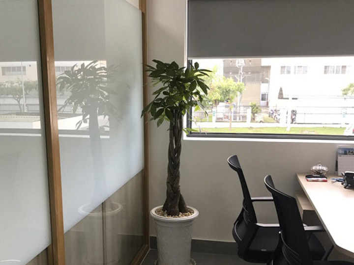 Cây kim ngân - Thiết Kế Thi Công Cảnh Quan Đại Phú - Công Ty Cổ Phần Xây Dựng Cảnh Quan Đại Phú