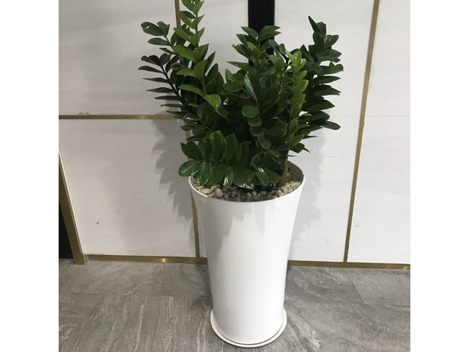 Cây kim tiền - Thiết Kế Thi Công Cảnh Quan Đại Phú - Công Ty Cổ Phần Xây Dựng Cảnh Quan Đại Phú