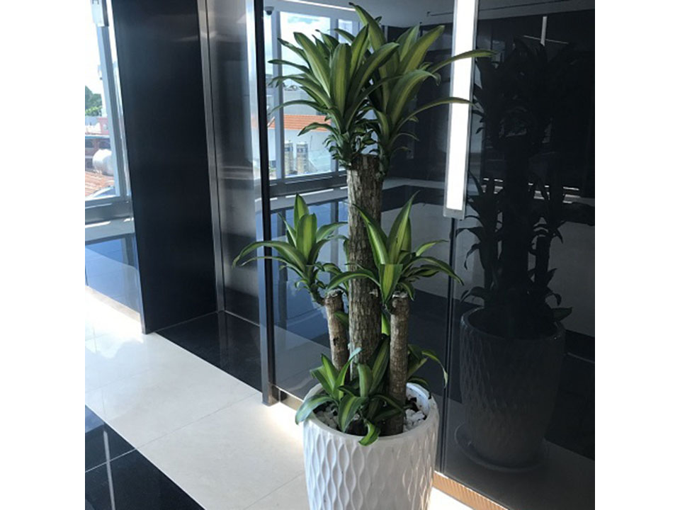 Cây phát tài sọc - Thiết Kế Thi Công Cảnh Quan Đại Phú - Công Ty Cổ Phần Xây Dựng Cảnh Quan Đại Phú