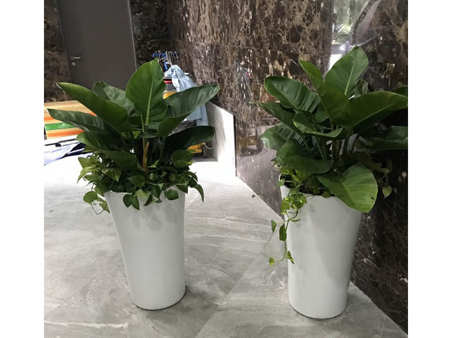 Cây trầu bà đế vương - Thiết Kế Thi Công Cảnh Quan Đại Phú - Công Ty Cổ Phần Xây Dựng Cảnh Quan Đại Phú