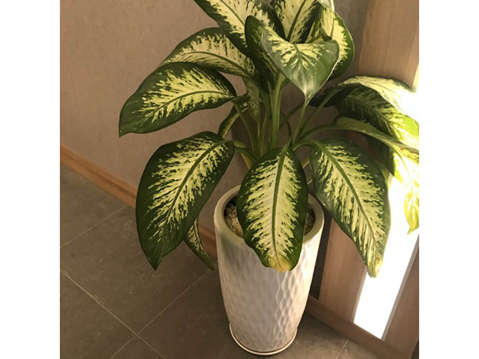 Cây vạn niên thanh - Thiết Kế Thi Công Cảnh Quan Đại Phú - Công Ty Cổ Phần Xây Dựng Cảnh Quan Đại Phú