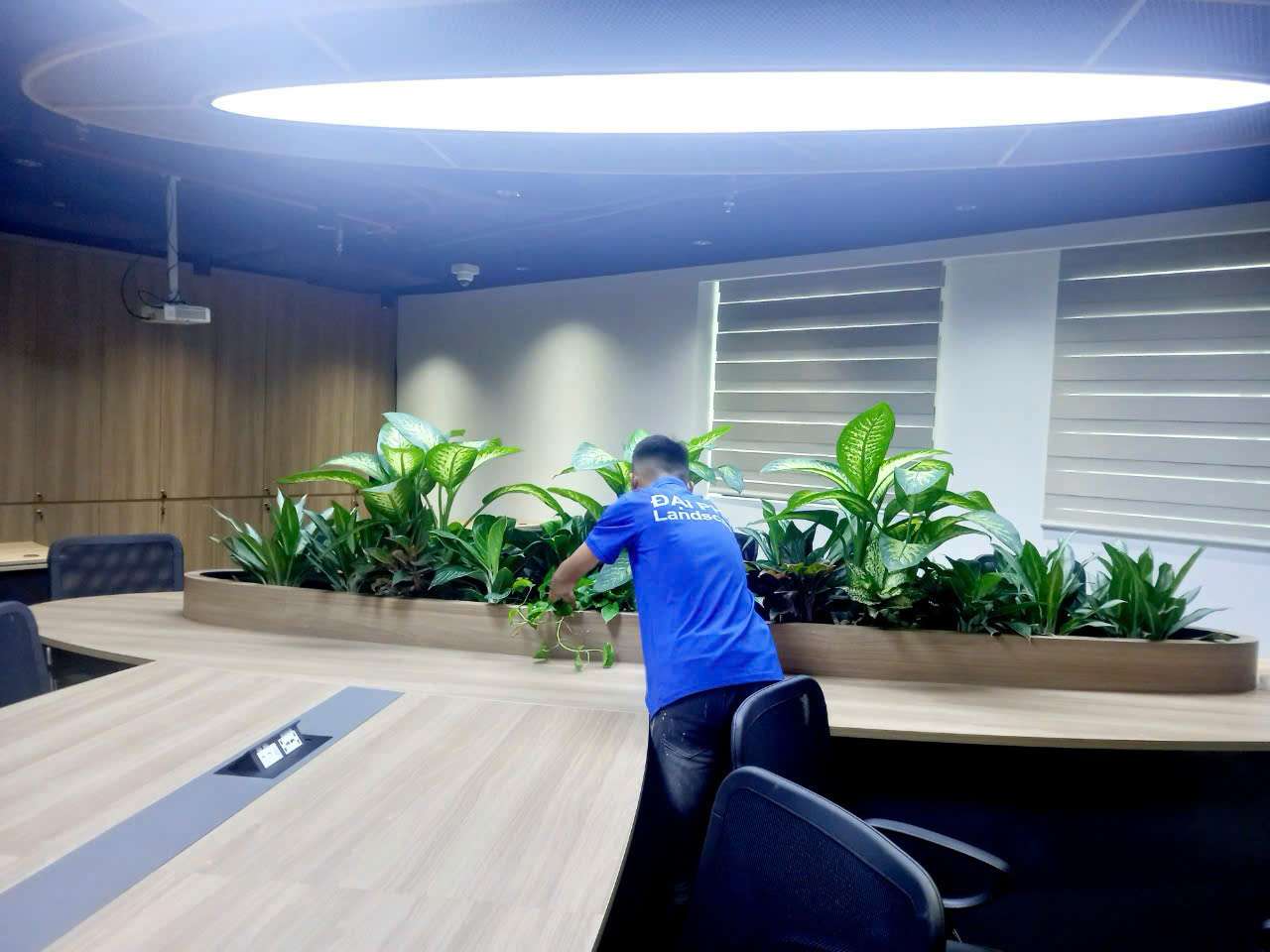 Cho thuê cây xanh văn phòng - Thiết Kế Thi Công Cảnh Quan Đại Phú - Công Ty Cổ Phần Xây Dựng Cảnh Quan Đại Phú