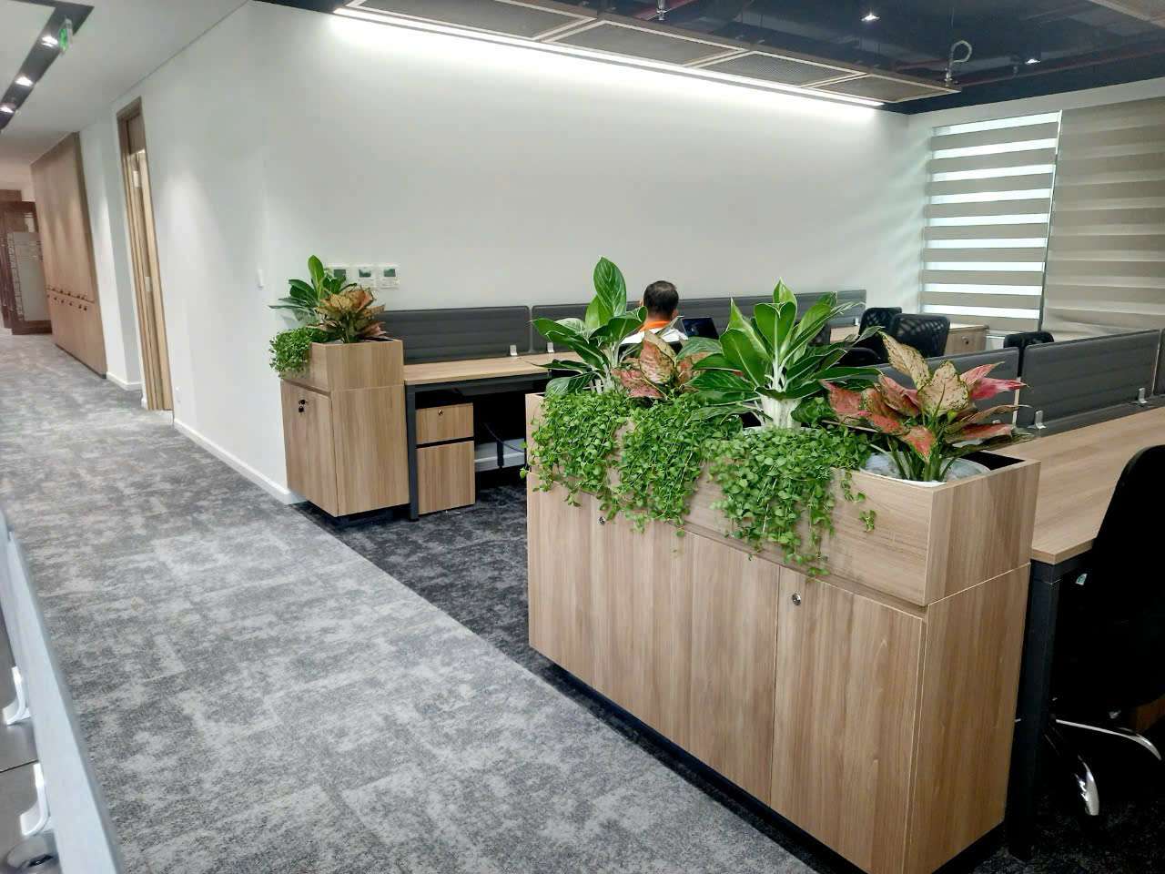 Cho thuê cây xanh văn phòng - Thiết Kế Thi Công Cảnh Quan Đại Phú - Công Ty Cổ Phần Xây Dựng Cảnh Quan Đại Phú