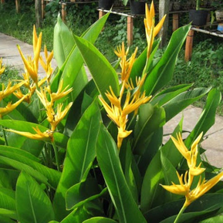 Hoa chuối mỏ két