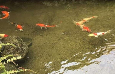 Thiết kế thi công hồ cá coi