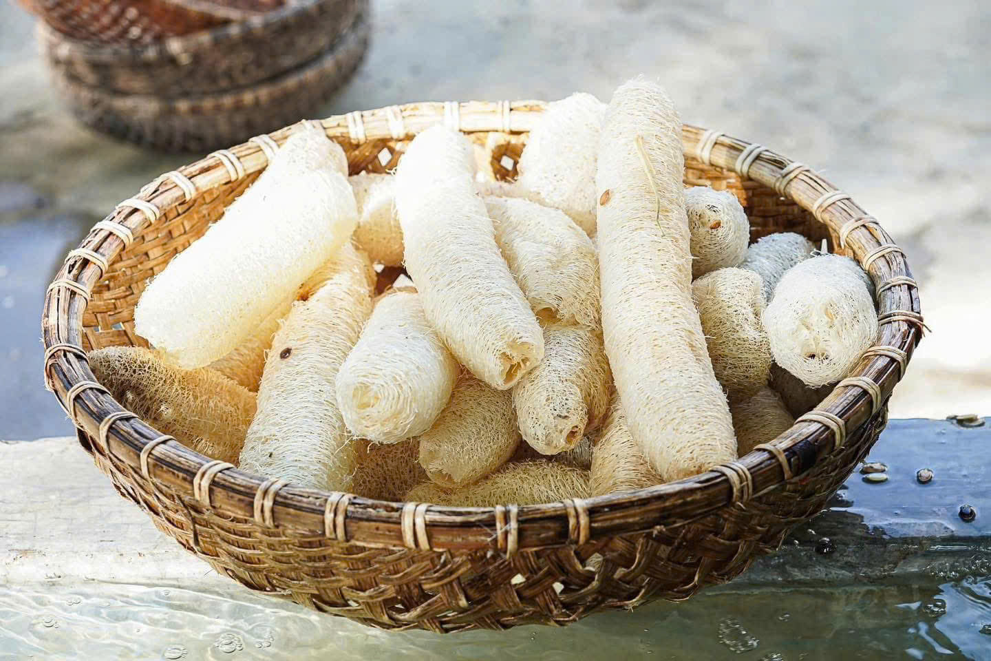 Hình ảnh khu vườn xơ mướp LUFFAVIET