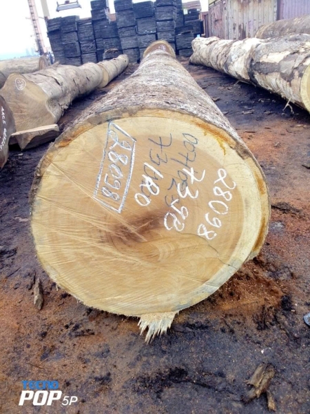 Gỗ dâu Iroko - Công Ty TNHH Thương Mại Và Sản Xuất Hoàng Tú