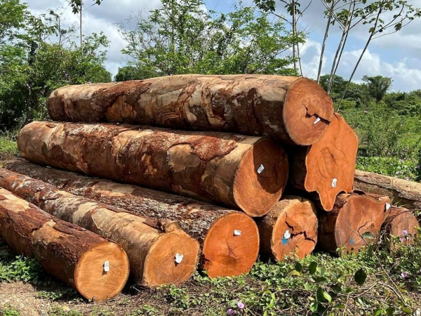 Gỗ đỏ MKB - Công Ty TNHH Thương Mại Và Sản Xuất Hoàng Tú