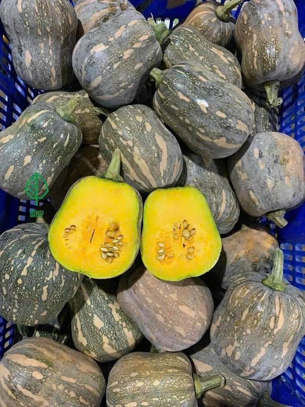 Bí ngô