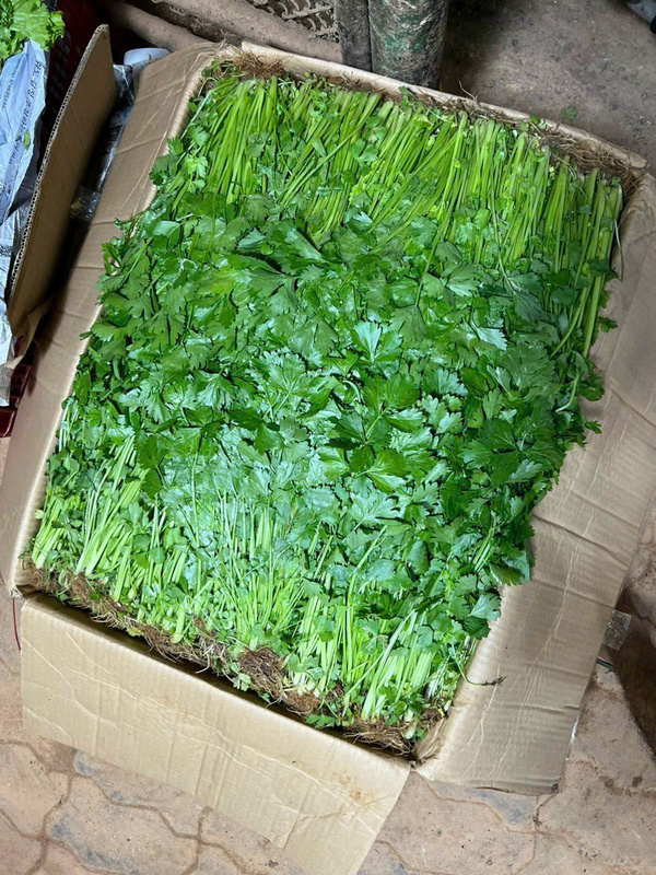Cần tây