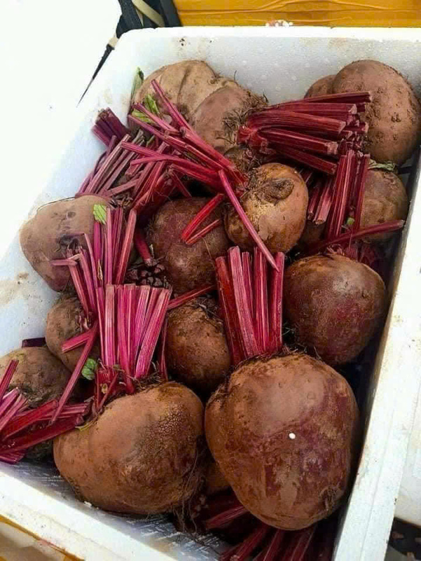 Củ dền